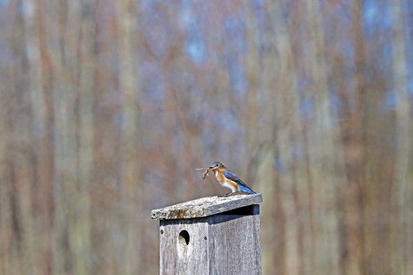 Bringing Home The Nest Material by Deb Oppermann